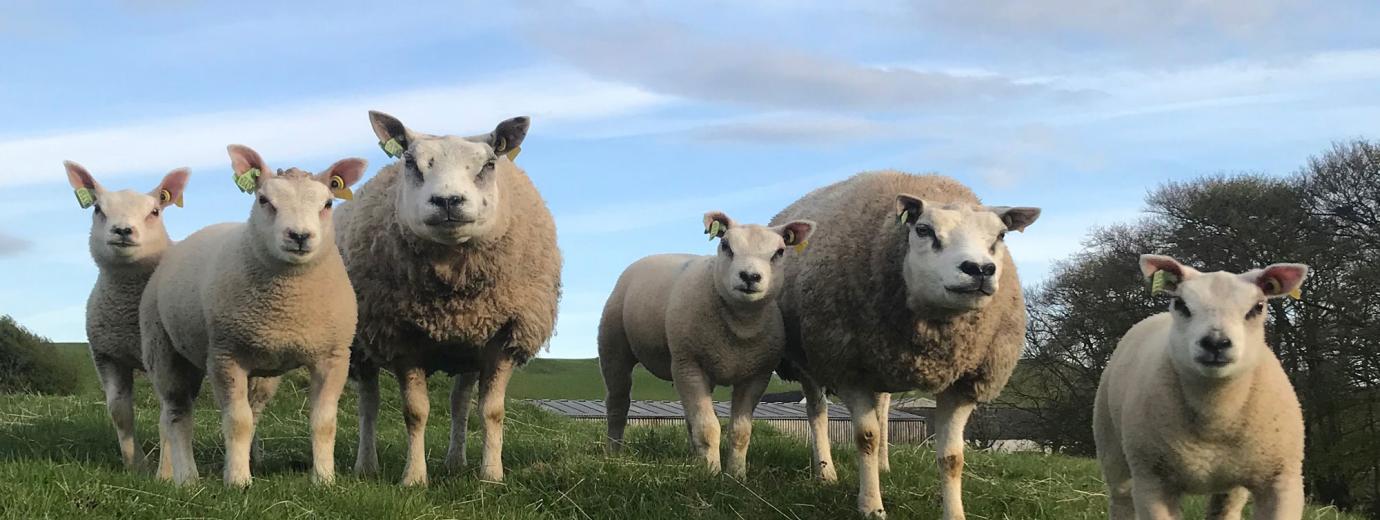 Kitchen coos ewes